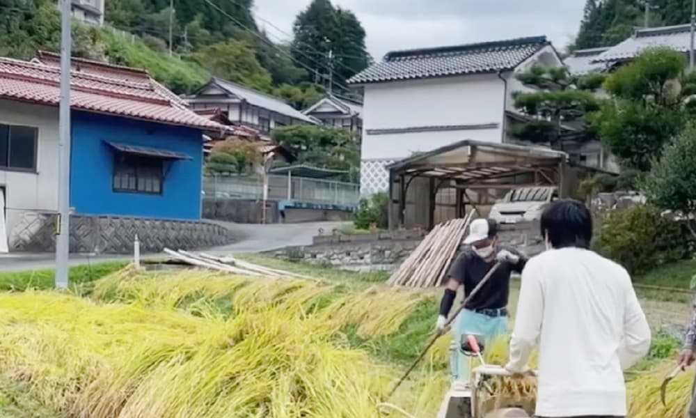 葉の画像