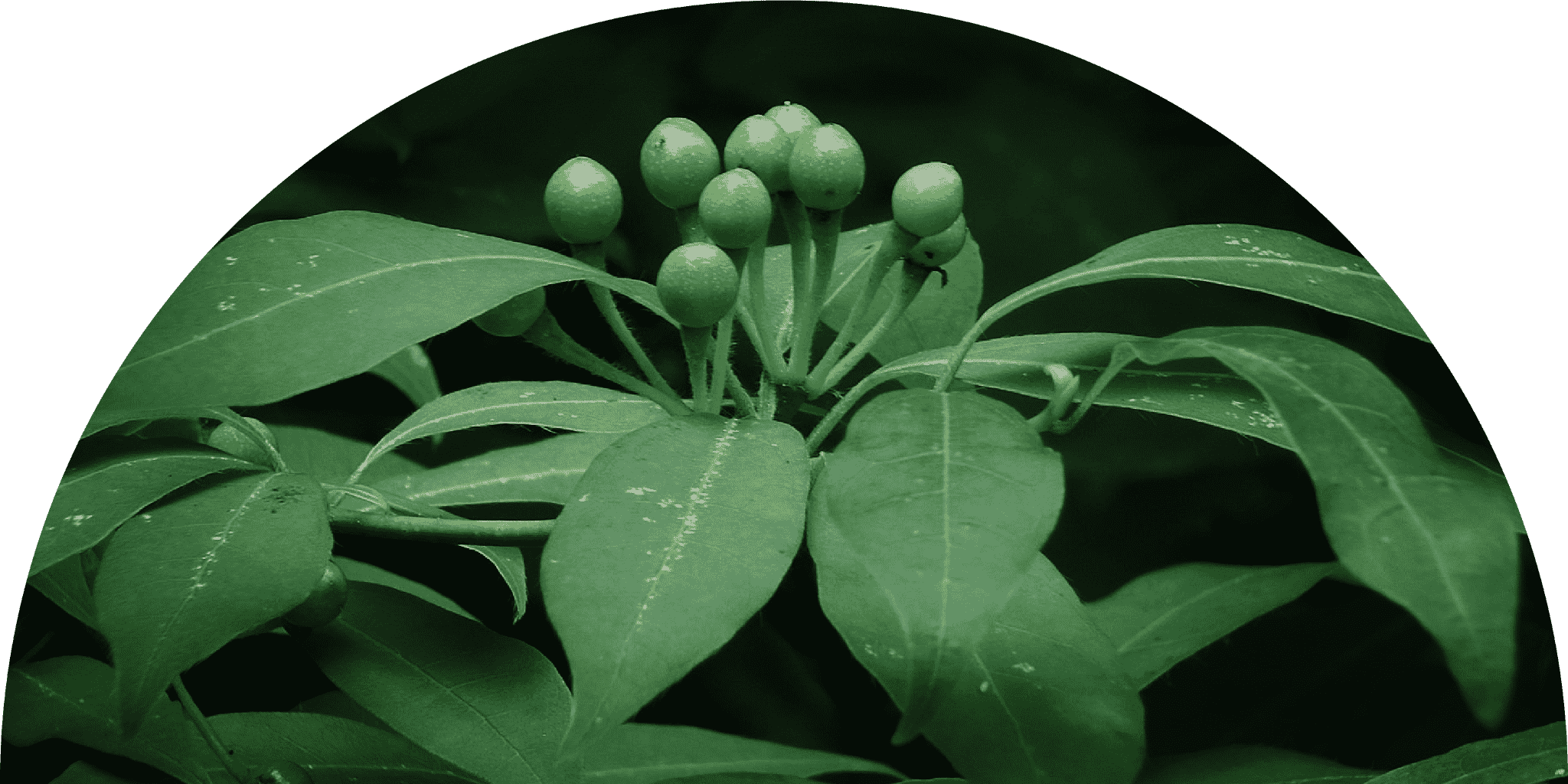 植物の写真